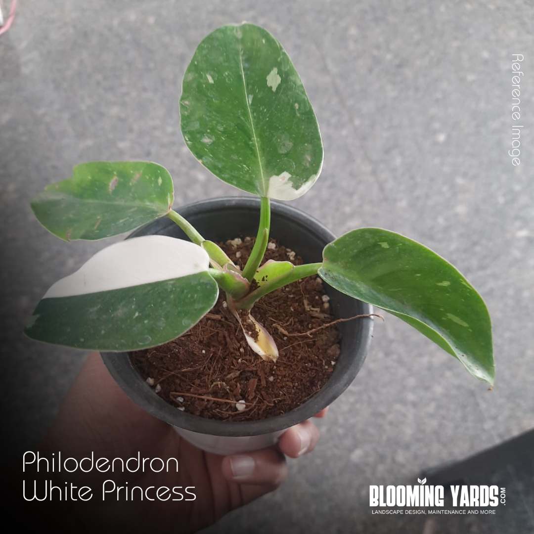 Philodendron White Princess (2)