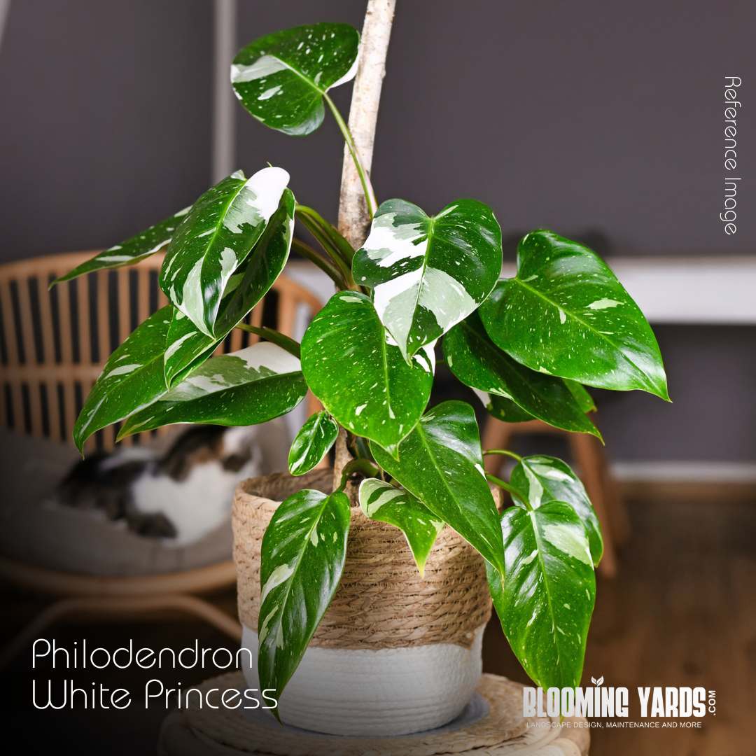 Philodendron White Princess